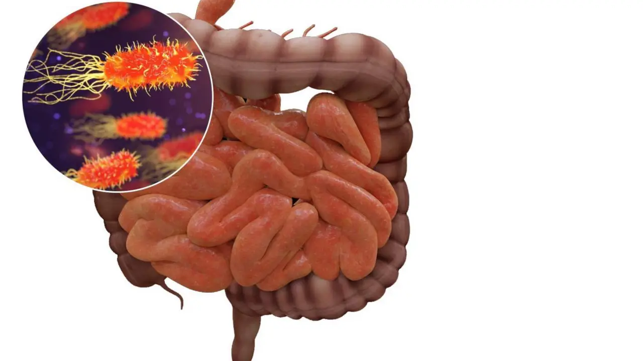  Archivo - El microbioma intestinal puede influir en el riesgo de sufrir infecciones y en la respuesta defensiva frente a las mismas. - IATA-CSIC - Archivo 