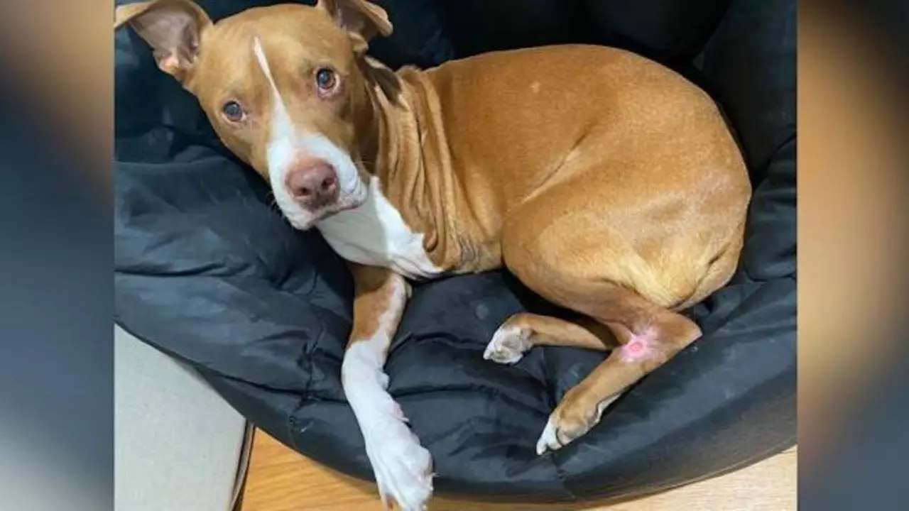  El perro que se cur&oacute; del c&aacute;ncer 