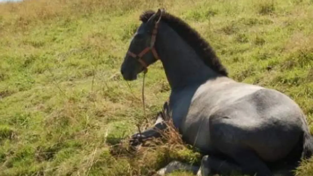  Yegua robada - 20 minutos 