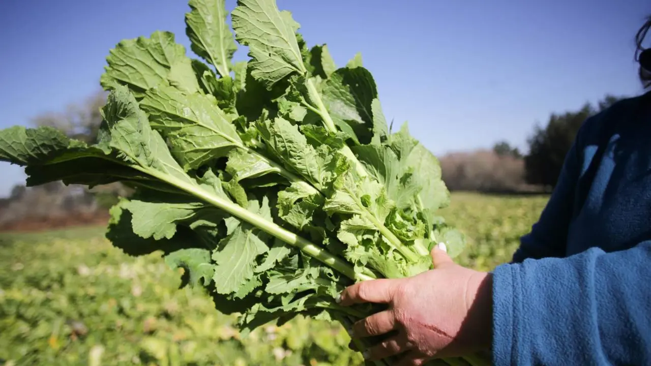  Archivo - Detalle de las manos de una mujer recoge grelos durante la temporada final de la recolecta, en una huerta familiar, a 17 de febrero de 2023, en Xermade, Lugo - Carlos Castro - Europa Press - Archivo 