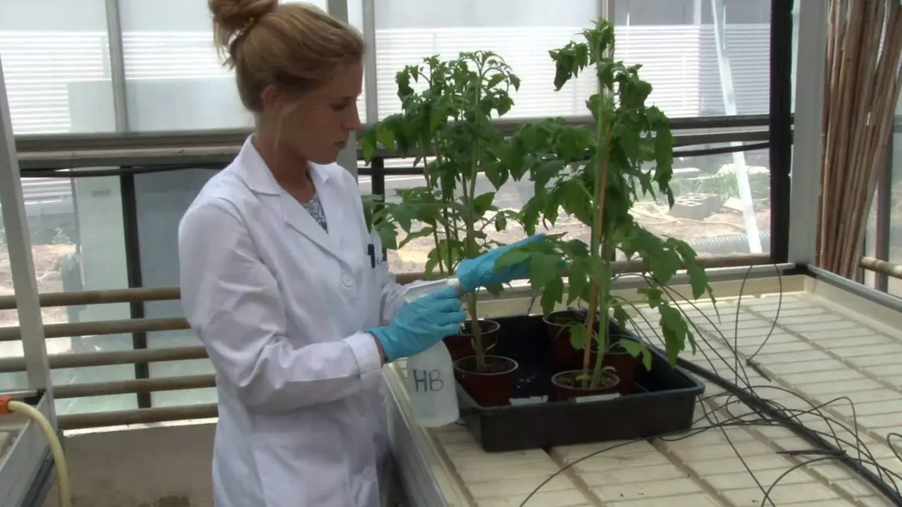  La investigaci&oacute;n Celia Pay&aacute; - UPV 