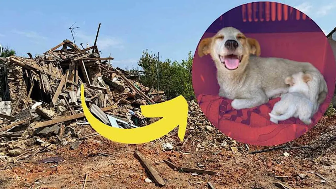  Rescate de animales en Ucrania 