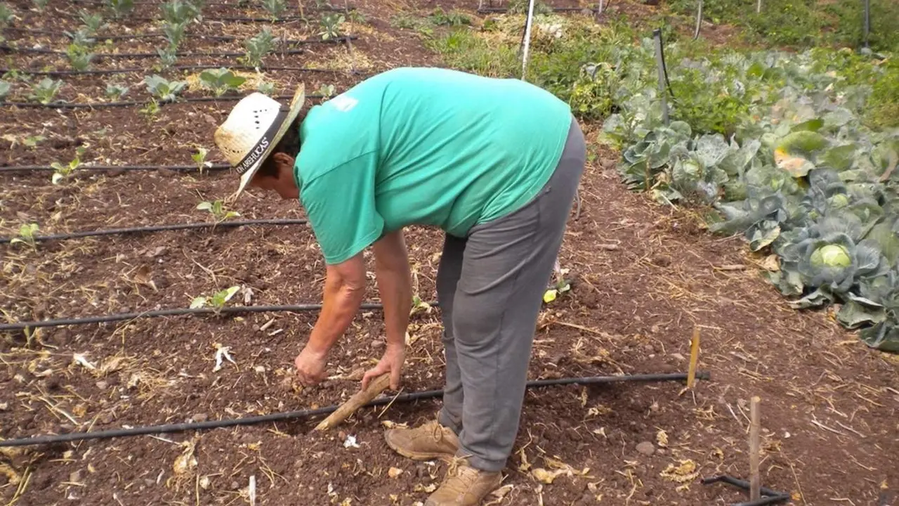  Archivo - Agricultor, agricultura, cultivo, sector primario - CEDIDA - Archivo 