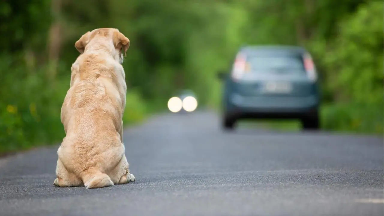  Perro siendo abandonado 