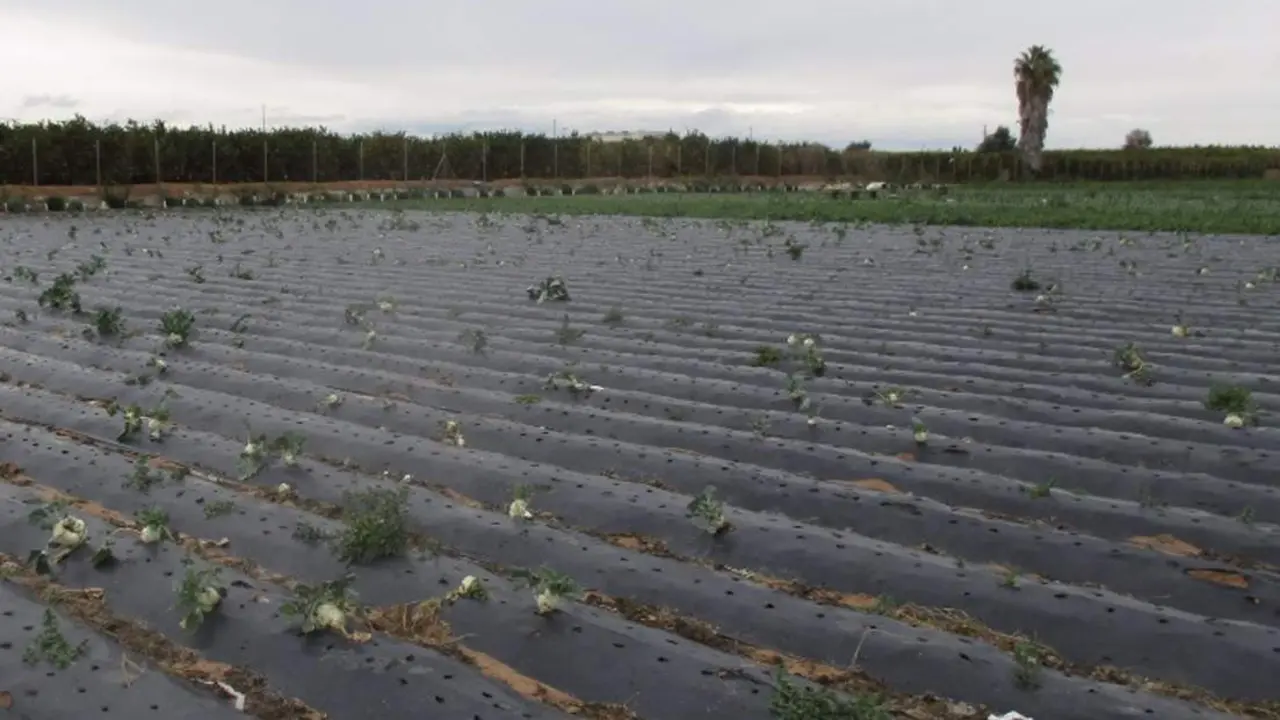  Acolchado pl&aacute;stico 