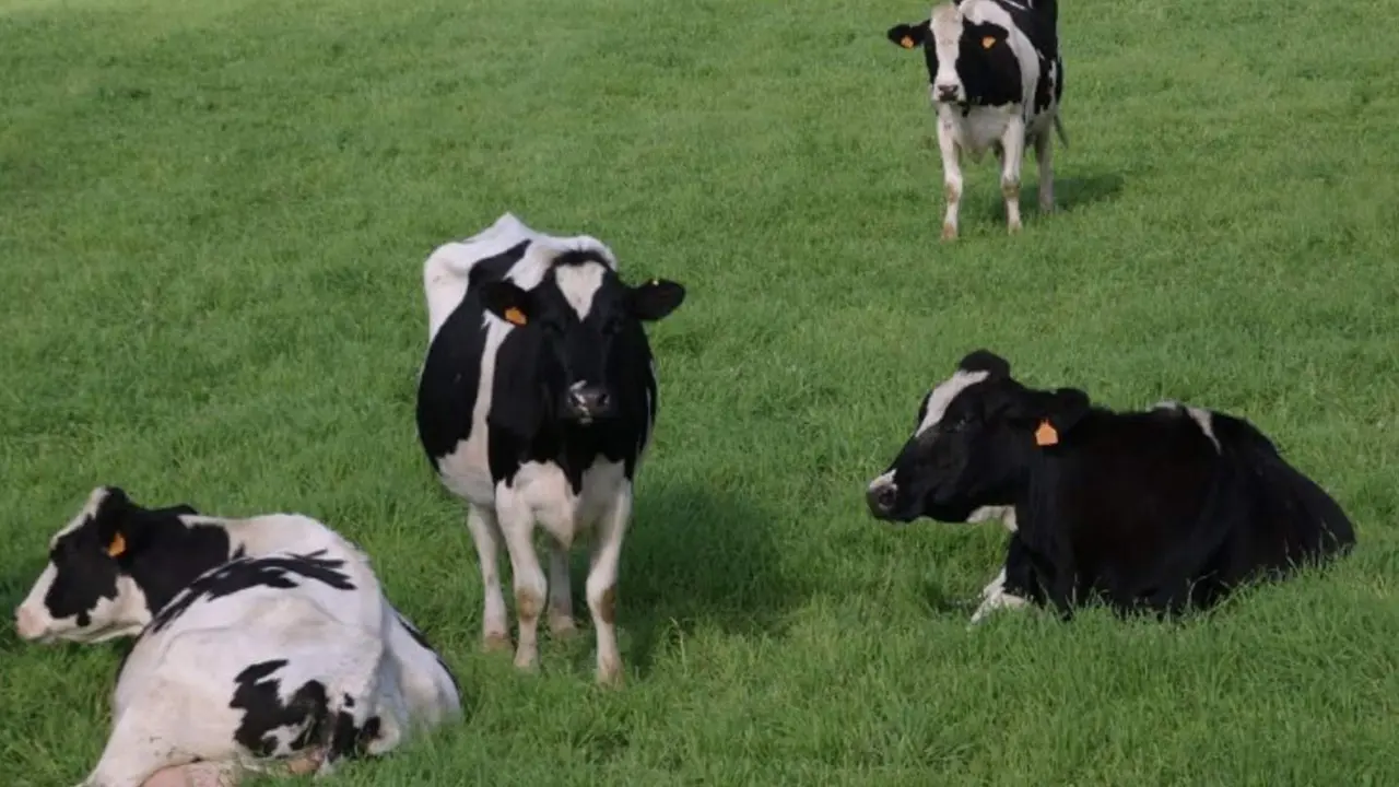  Archivo - Vacas en el campo - CAIB - Archivo 