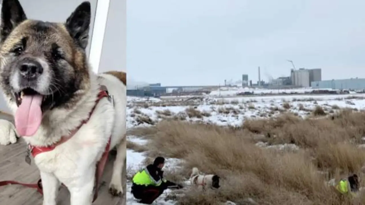  Cr&eacute;dito: Taber Lost Paws Society / Servicio de Polic&iacute;a de Taber, Alberta Canad&aacute; 