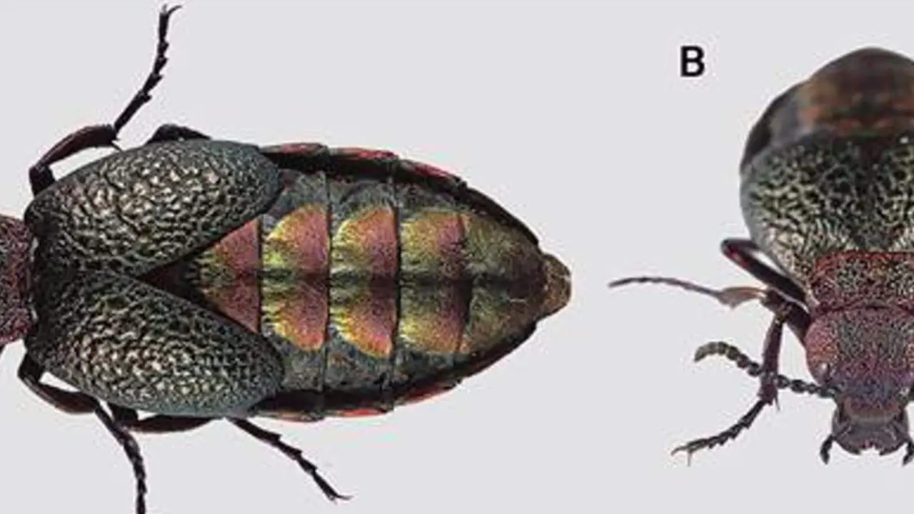 Investigadores del CSIC describen una nueva especie de escarabajo africano - CSIC 