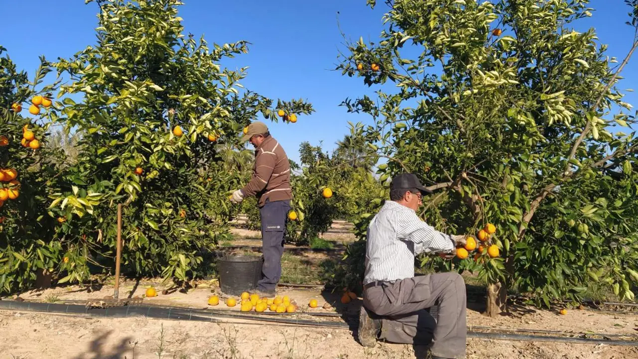  Cultivo de naranjas. EP 