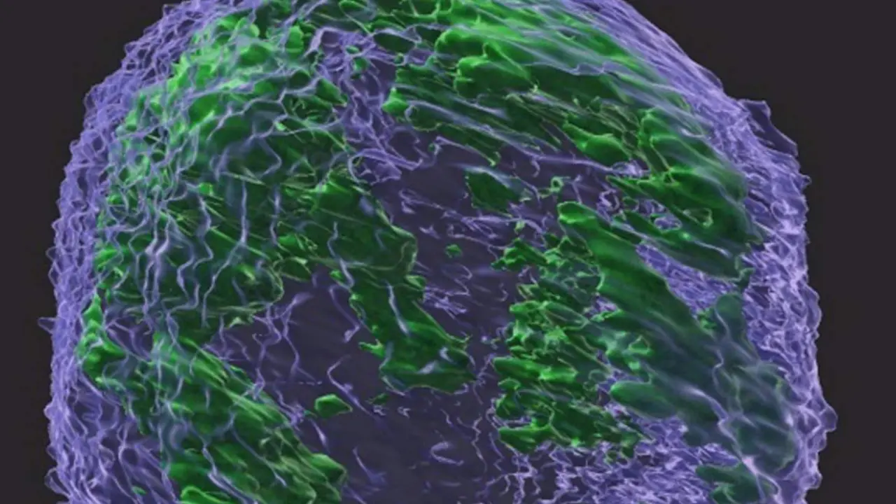  Archivo - Una imagen tridimensional del n&uacute;cleo de una c&eacute;lula cancerosa. - MEDICINA WEILL CORNELL - Archivo 