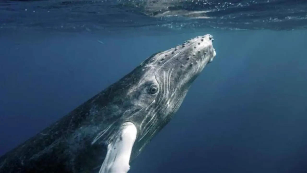  Photo by Christopher Michel, CC license 