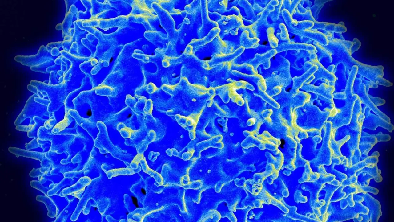  Archivo - Imagen de micrograf&iacute;a de un linfocito T humano del sistema inmunitario. - NIAID - Archivo 