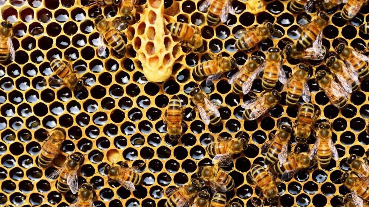  Archivo - Colmena de abejas - GOVERN DE LA GENERALITAT - Archivo 