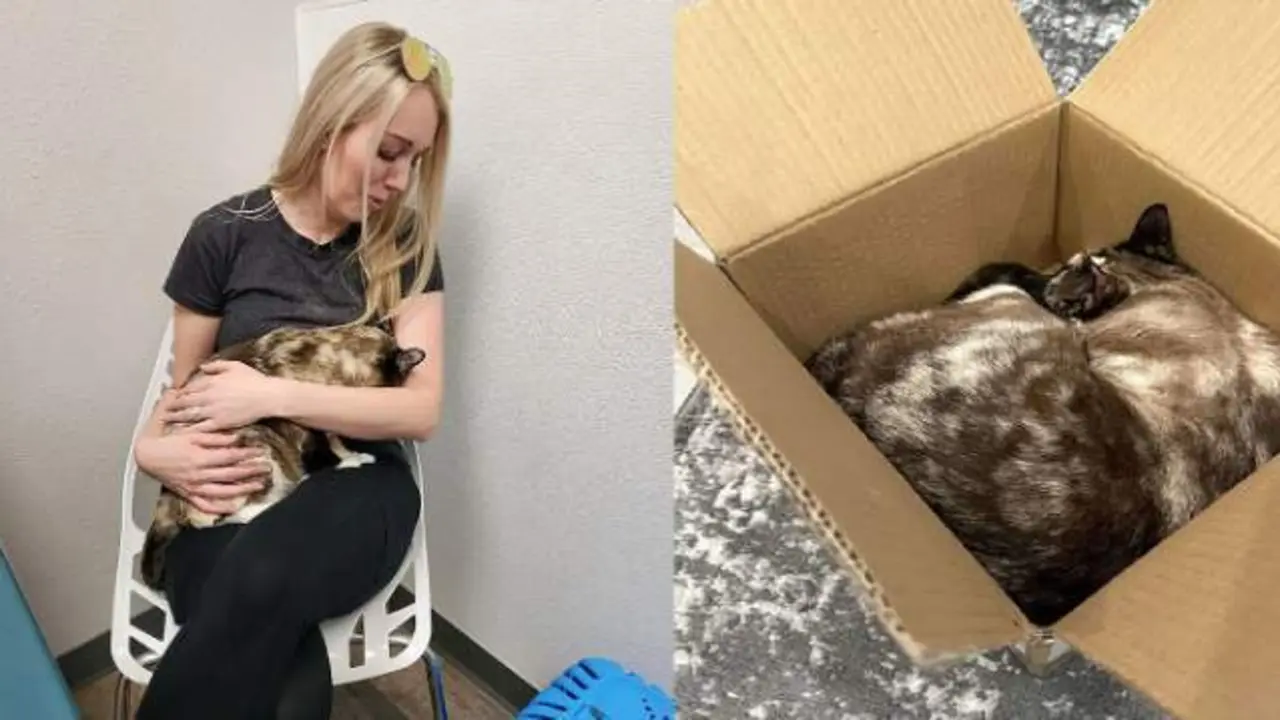  Carrie Clark reunida con su gata- Cortes&iacute;a de Carrie Clark 