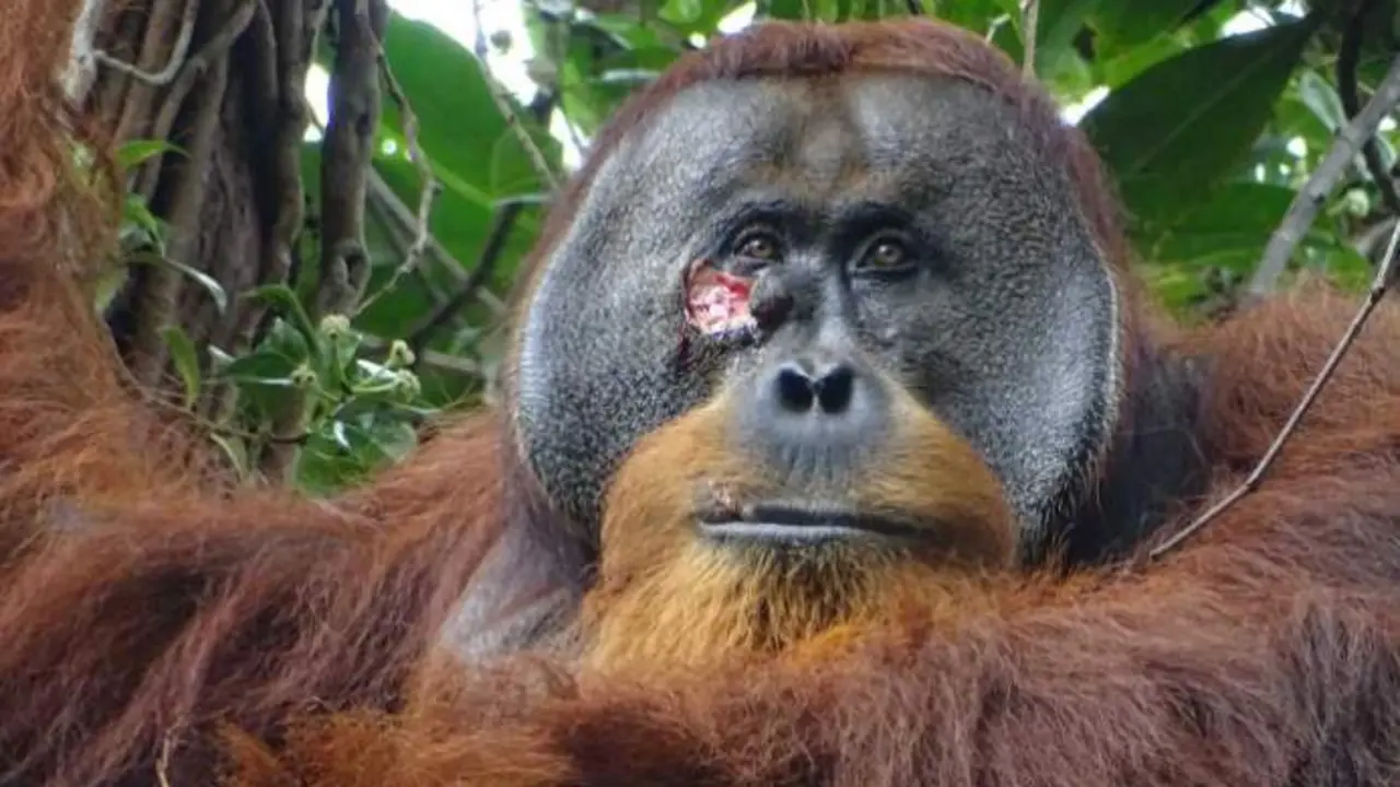  Herida facial en un orangut&aacute;n macho adulto - Instituto Max Planck de Comportamiento Animal v&iacute;a SWNS 