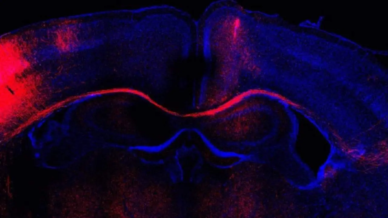 Imagen de microscop&iacute;a de un corte cerebral con las conexiones formadas por neuronas (rojo). - LORENA BRAGG-GONZALO, CNB-CSIC 