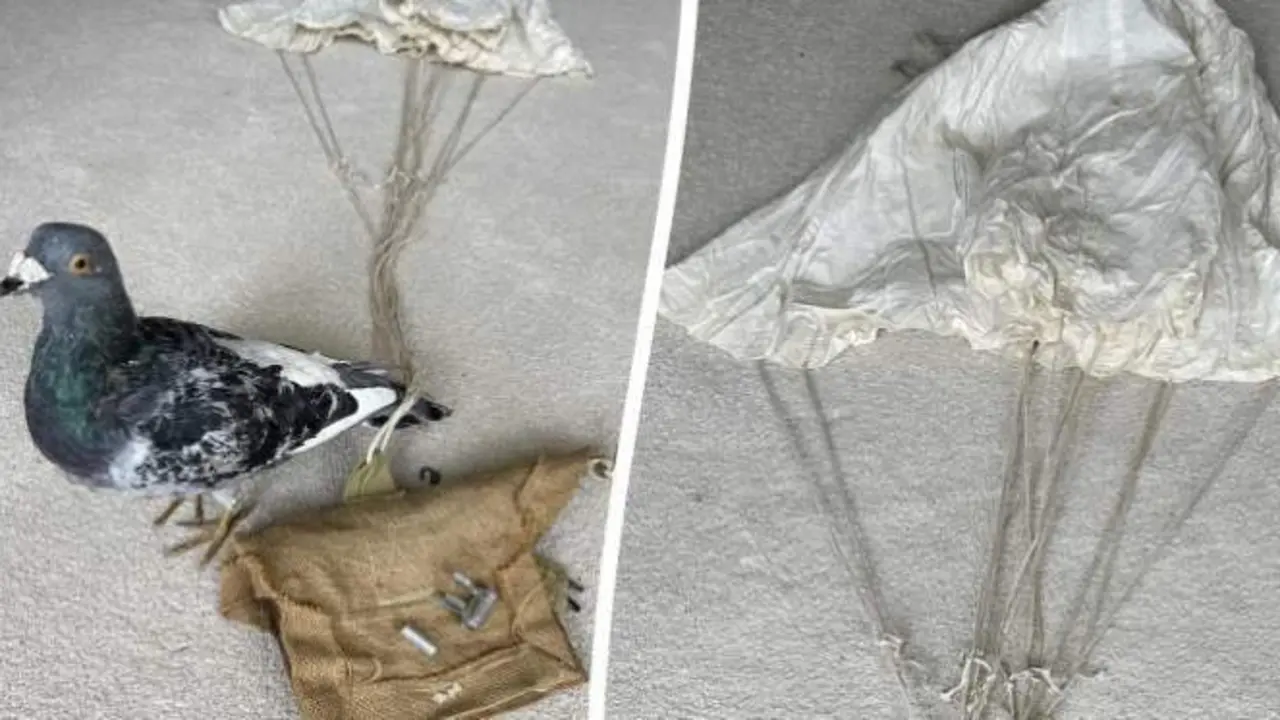  Raro paraca&iacute;das de paloma de la Segunda Guerra Mundial utilizado para llevar mensajes a la resistencia francesa en Normand&iacute;a antes del D&iacute;a D - SWNS 