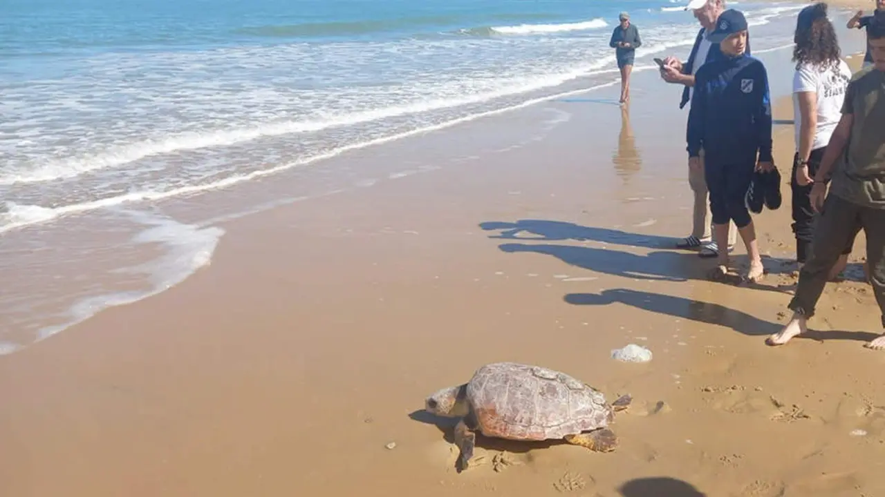  Las tortugas de vuelta al mar | Junta de Andaluc&iacute;a 