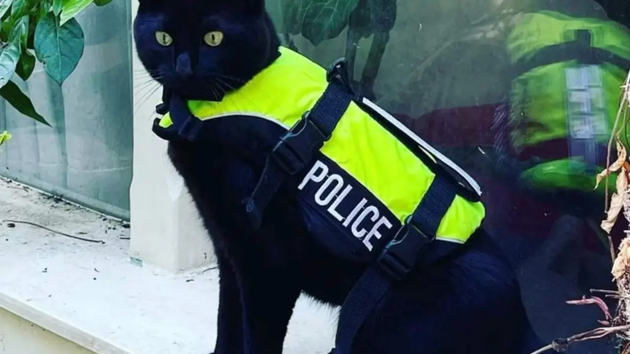  Nimis, el gato polic&iacute;a de &Aacute;msterdam 