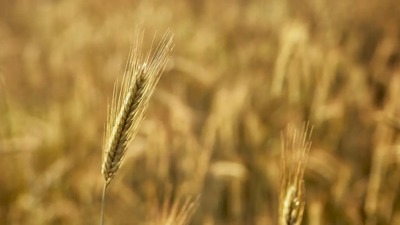  Archivo - Un campo de forraje, a 29 de junio de 2023, en Xinzo de Limia, Ourense, Galicia (Espa&ntilde;a). Se denomina forraje a las hierbas, pastos verdes o secos y, por extensi&oacute;n, diversas plantas u &oacute;rganos vegetales que se emplean para alimentar los animales - Agostime - Europa Press - Archivo 