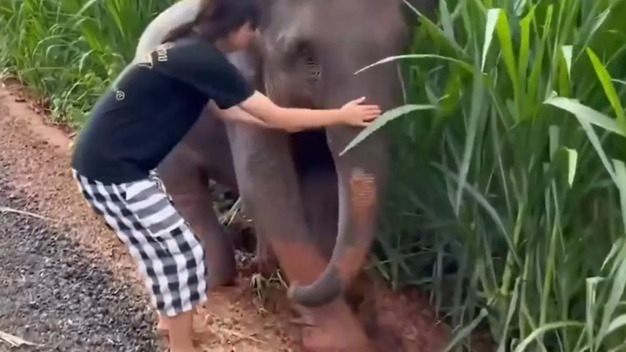  La joven ayudando al elefante 