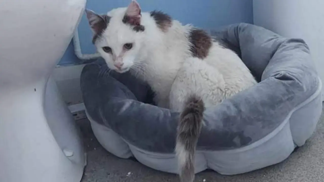  El gato Artie+&ndash; SWNS 