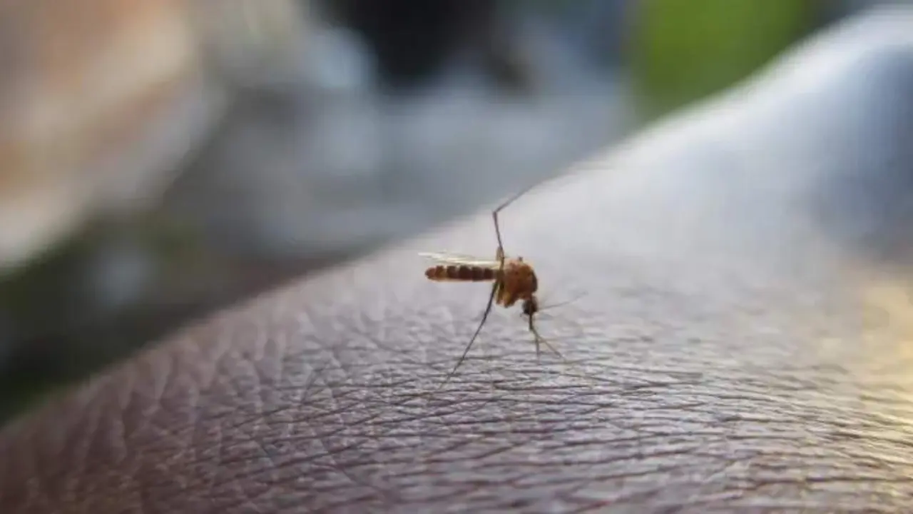  Un mosquito a punto de picar a una persona 