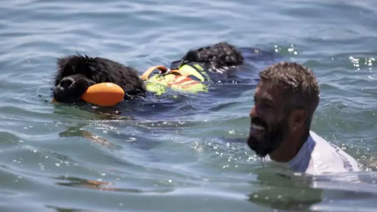  Uno de los perros socorristas de las playas de V&eacute;lez-M&aacute;laga 