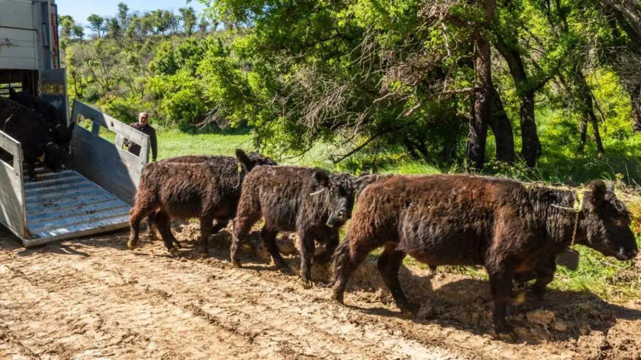  Vacas bomberas en el bosque de Navarra 