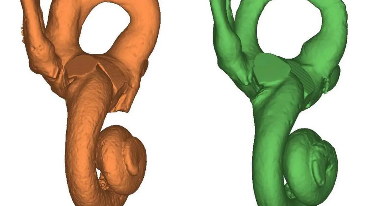  Modelos 3D del o&iacute;do interno de Cova Negra 