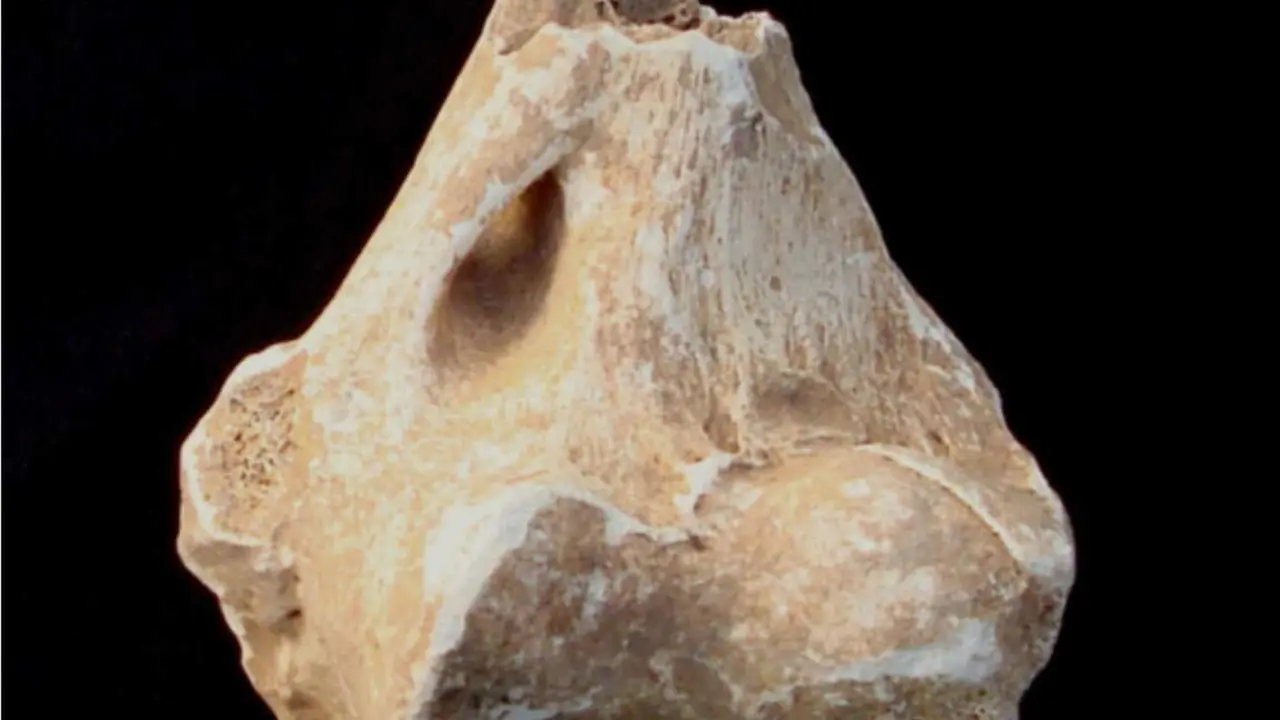  Imagen del fragmento de h&uacute;mero distal analizado por el equipo de investigaci&oacute;n. 