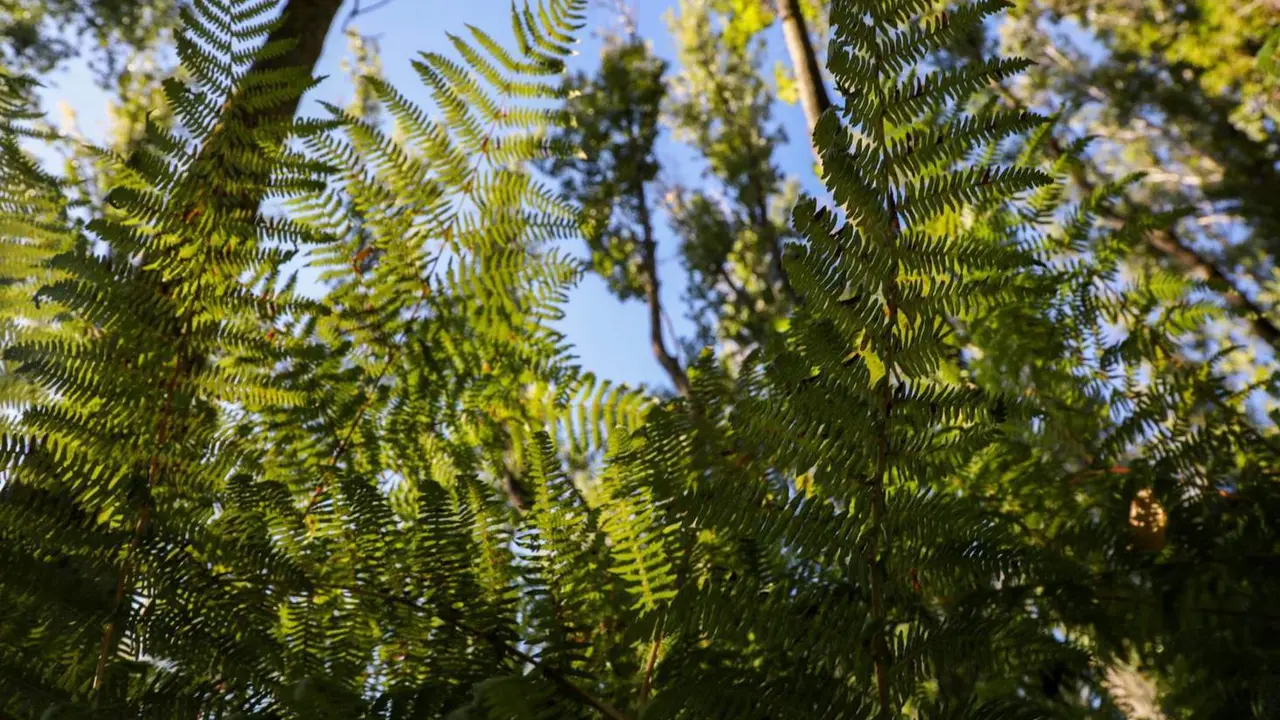  Archivo - Helechos en Rascafr&iacute;a, Madrid (Espa&ntilde;a). - Rafael Bastante - Europa Press - Archivo 