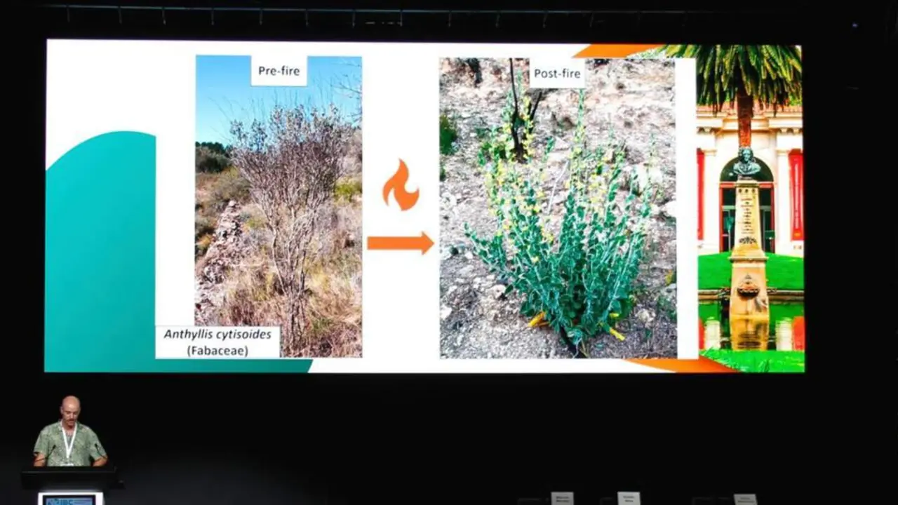 Expertos revelan que determinadas especies vegetales desarrollan estrategias para convivir con el fuego - IBC 2024 