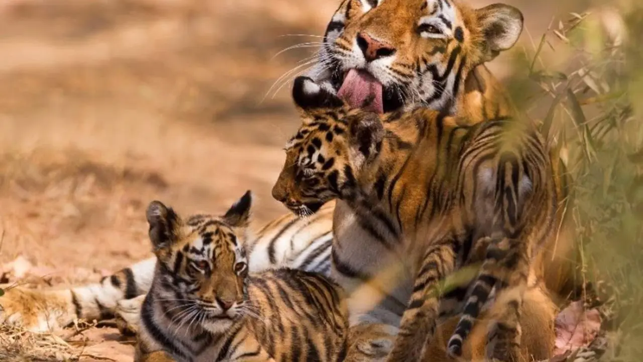  La poblaci&oacute;n de tigres aumenta un 74 % en 13 a&ntilde;os pero sigue amenazada por el tr&aacute;fico ilegal y la destrucci&oacute;n de sus h&aacute;bitats, seg&uacute;n WWF - WWF 