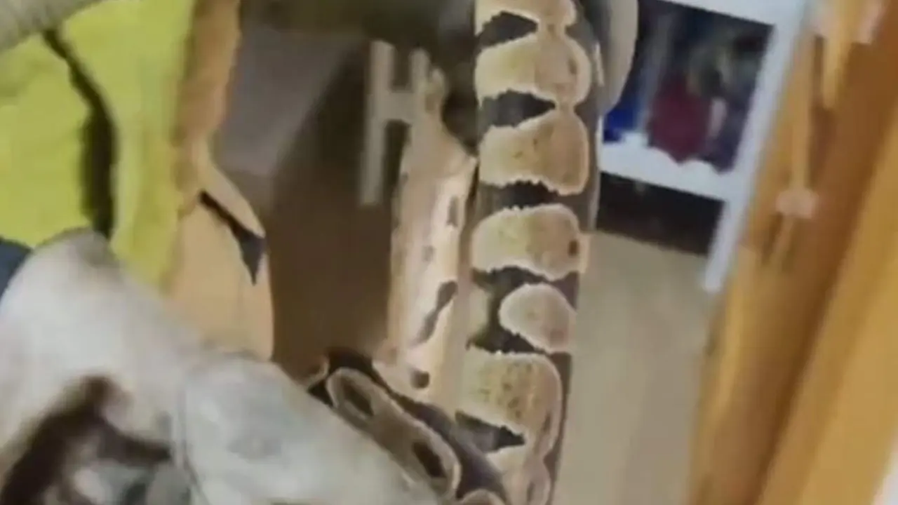  Retirada una serpiente de gran tama&ntilde;o del dormitorio de una vivienda en Sevilla - EMERGENCIAS SEVILLA 