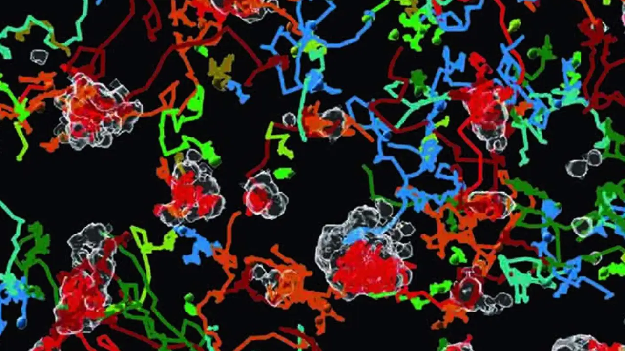  El protocolo BEHAV3D monitoriza las c&eacute;lulas durante un tratamiento de inmunoterapia. - MAR&Iacute;A ALIEVA- IIBM-CSIC-UAM 