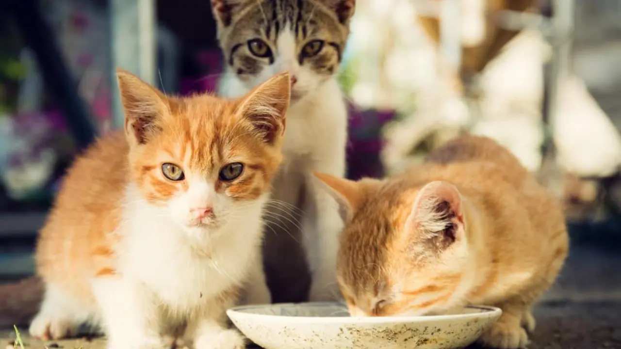  Archivo - Tres gatoss - BIGDUCKSIX//FUNDACI&Oacute;N AFFINITY - Archivo 