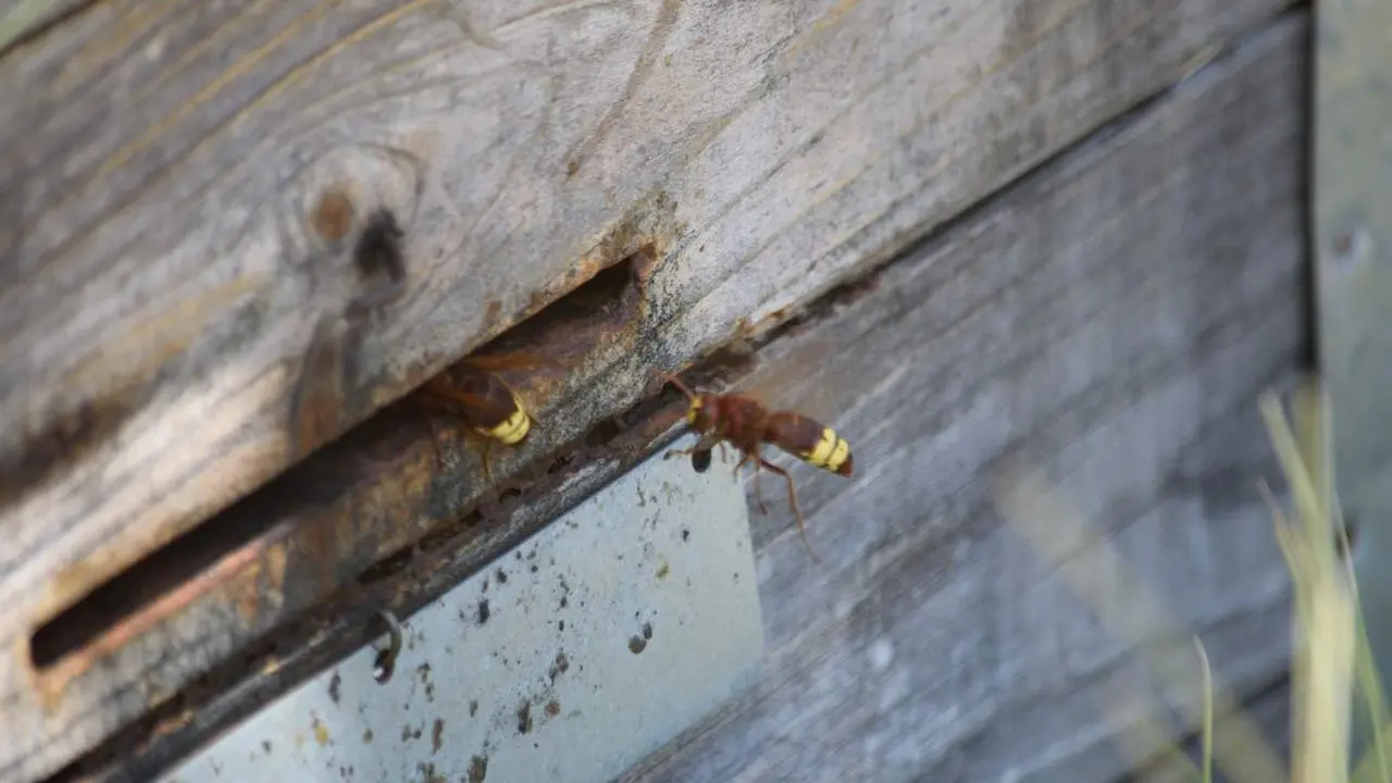  Avisp&oacute;n oriental M&aacute;laga | NP Comunicaci&oacute;n de COAG C&oacute;rdoba 