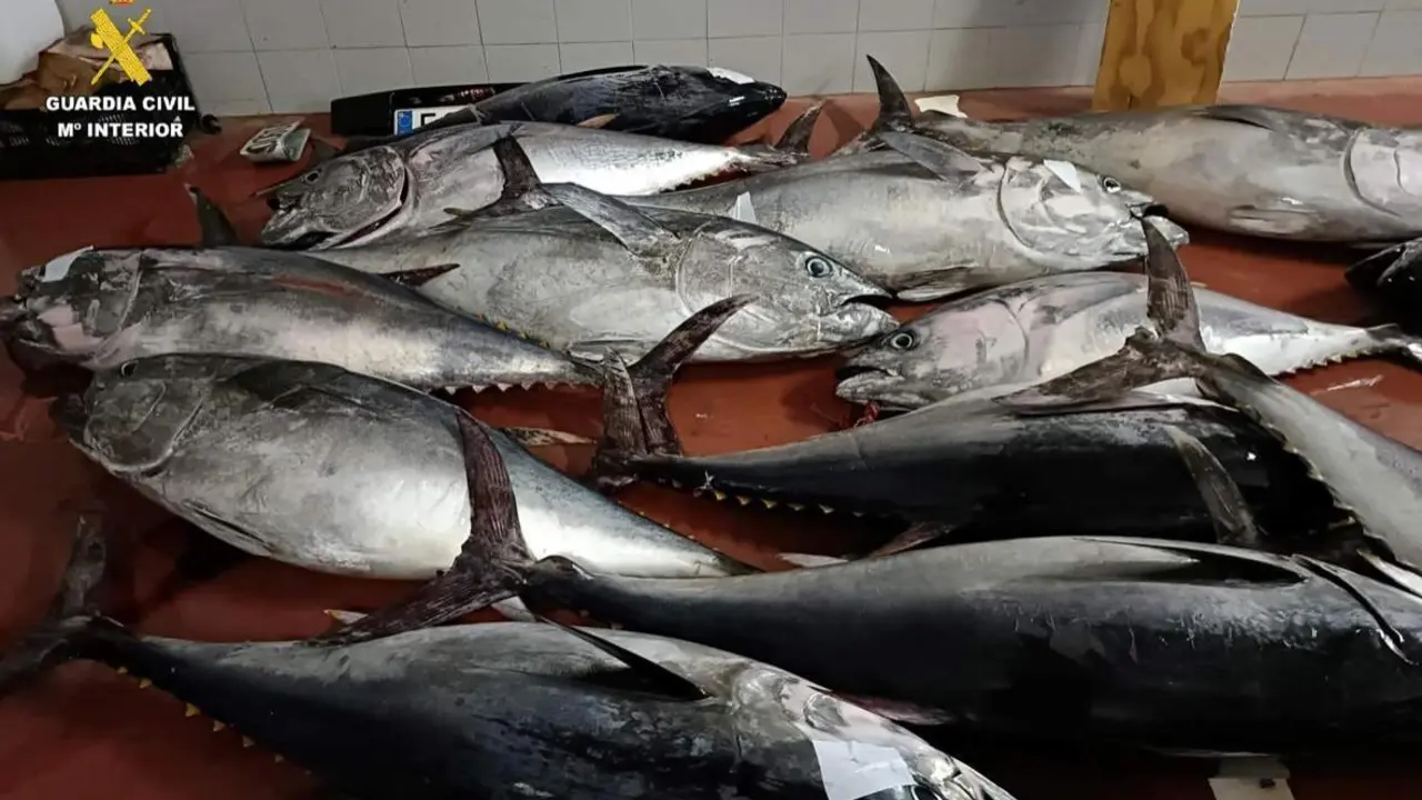  Piezas de at&uacute;n rojo aprehendidos por la Guardia Civil en una nave de Tarifa, en C&aacute;diz. - GUARDIA CIVIL |&nbsp;EP 