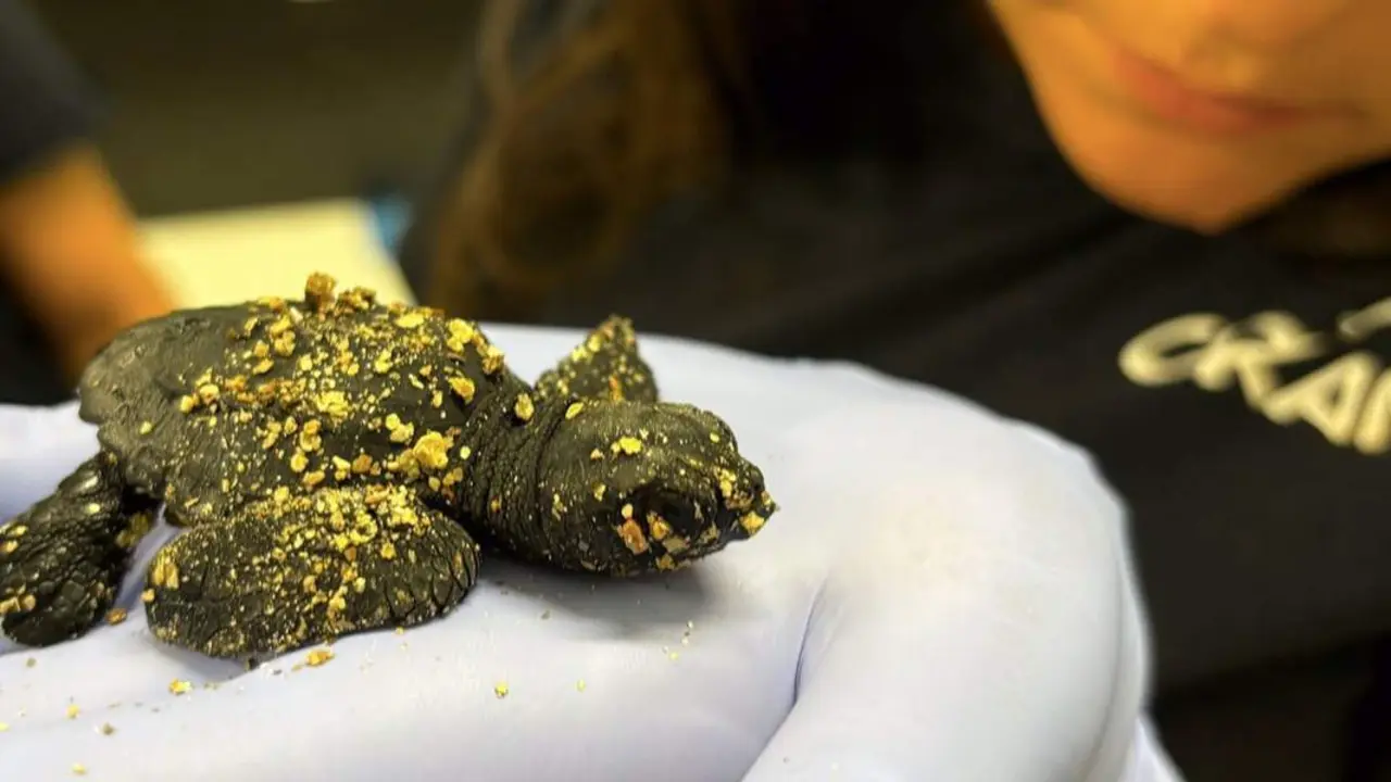  Ejemplar de tortuga boba nacida en el nido de la playa de la Savinosa de Tarragona - CRAM - TERRITORI | EP 