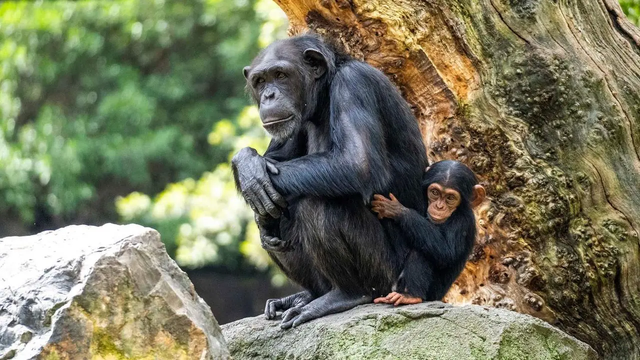  NP - Chimpancés - madre y cría en la selva ecuatorial de BIOPARC Valencia 