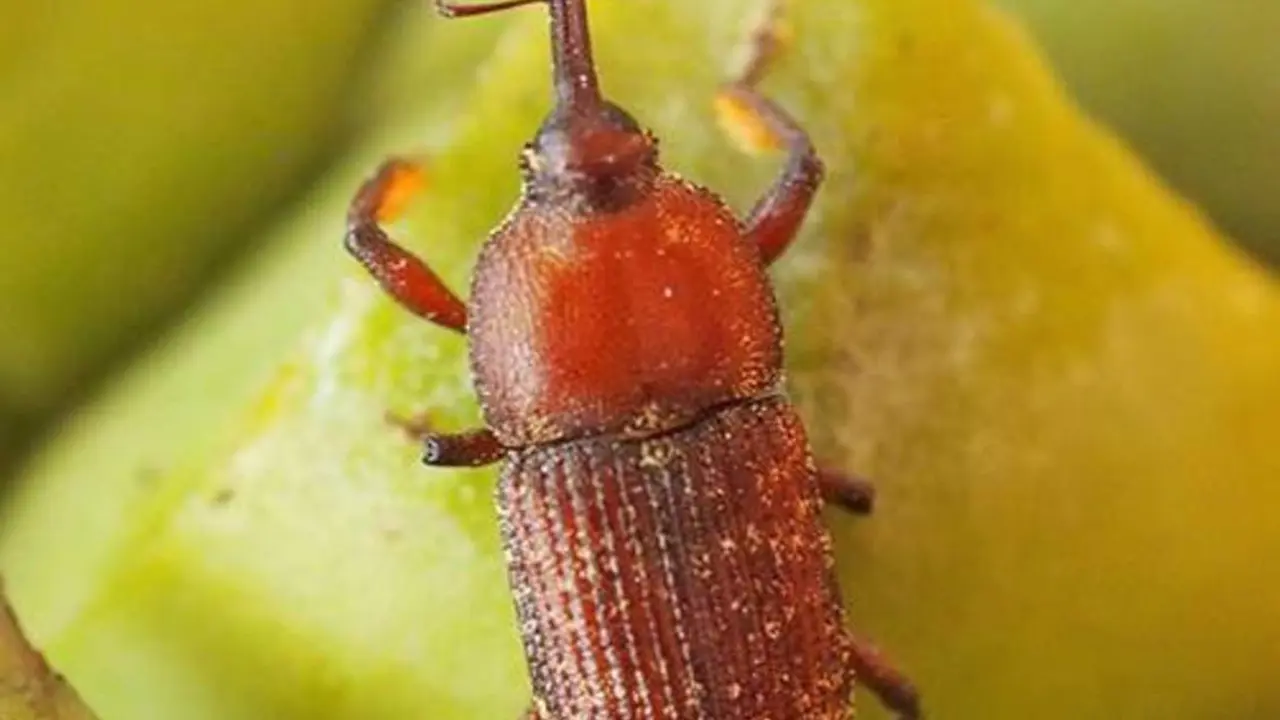 La termog&eacute;nesis est&aacute; presente en plantas como la &lsquo;Macrozamia communis&rsquo;, que elevan la temperatura de sus &oacute;rganos reproductores cuando est&aacute;n en floraci&oacute;n para atraer insectos polinizadores. - R. OBERPRIELER/ YUN HSIAO 