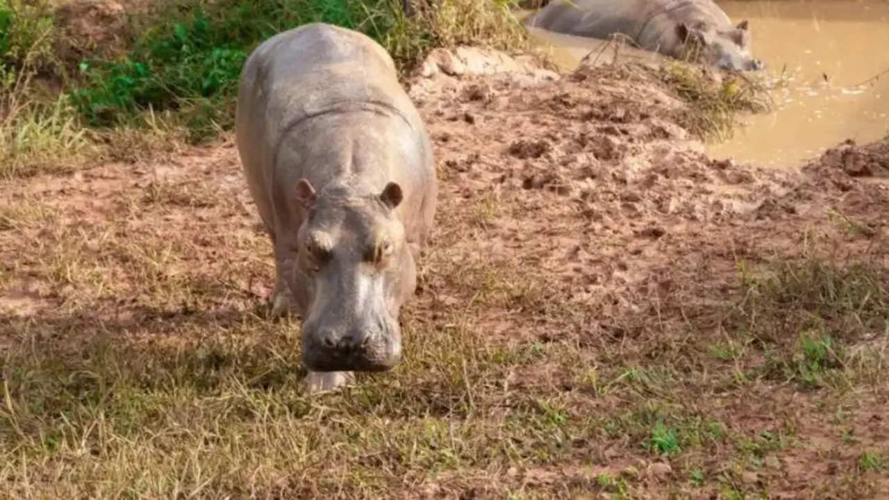  Hipop&oacute;tamos en Colombia 