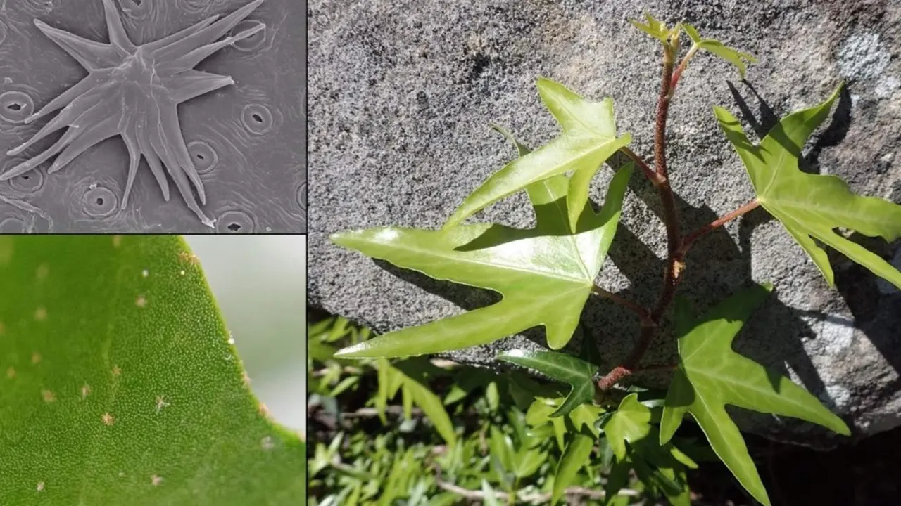 Aspecto de la hiedra ib&eacute;rica, hojas y peque&ntilde;os pelos visto 