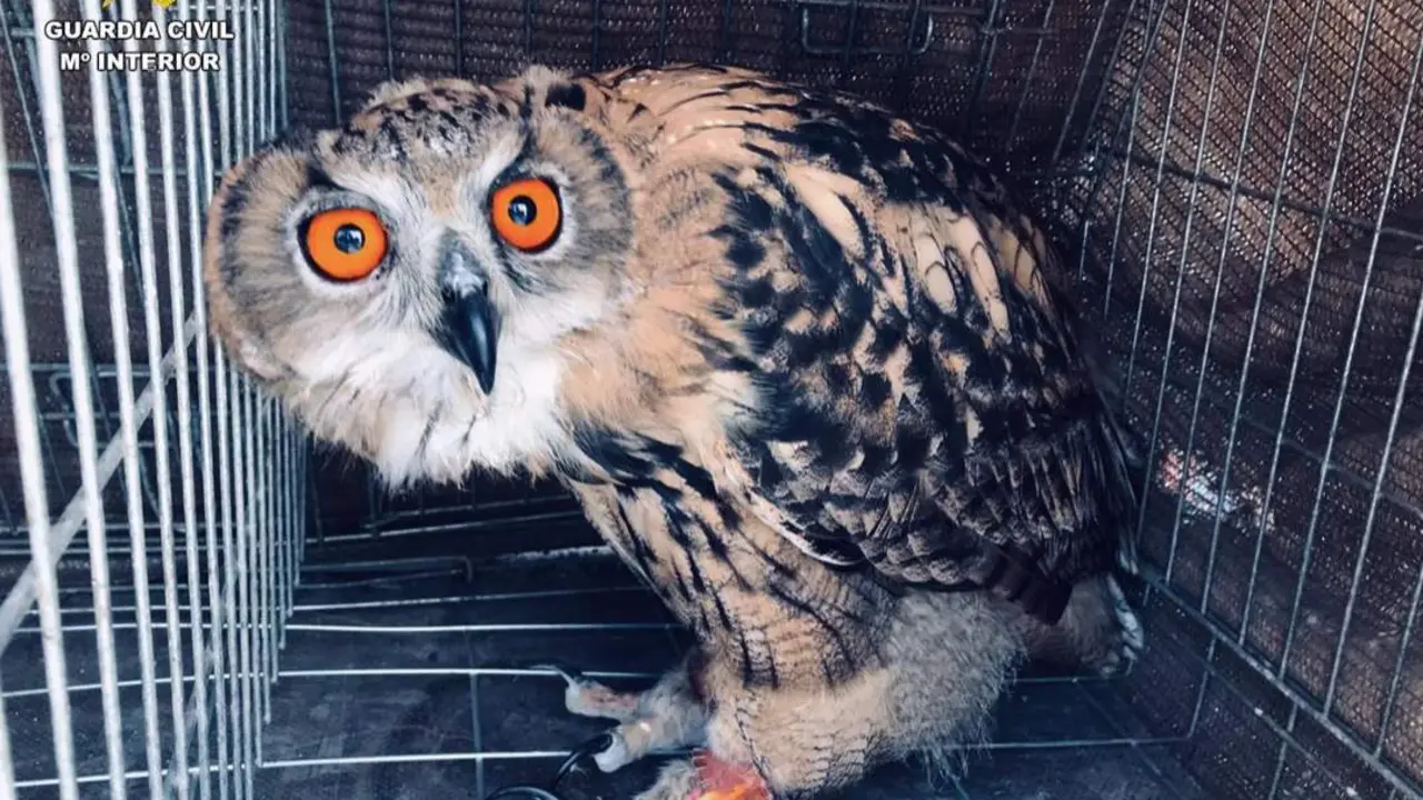  B&uacute;ho real incautado - CEDIDO POR LA GUARDIA CIVIL 