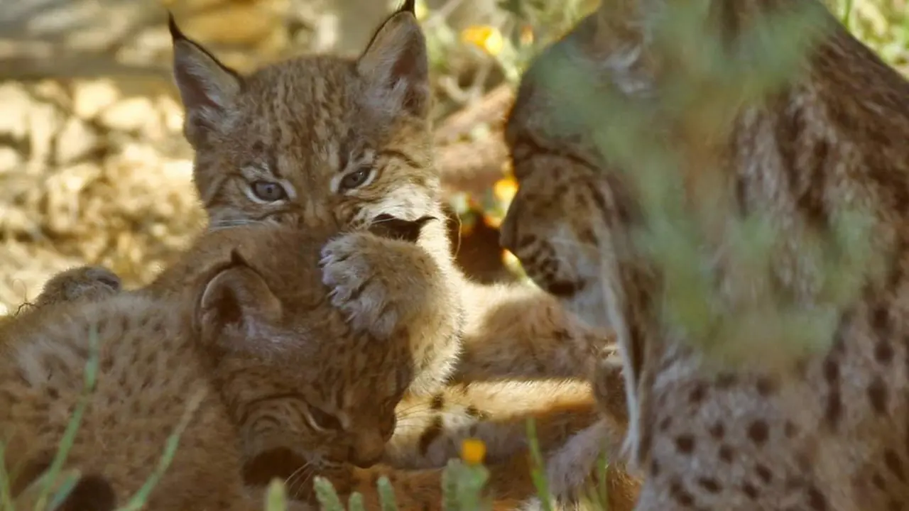  Archivo - Una familia de linces. - MITECO - Archivo 