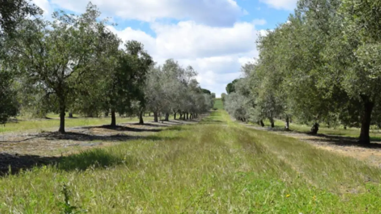  La 'huella' del suelo: un indicador sencillo del impacto que tienen los cultivos en su erosi&oacute;n 