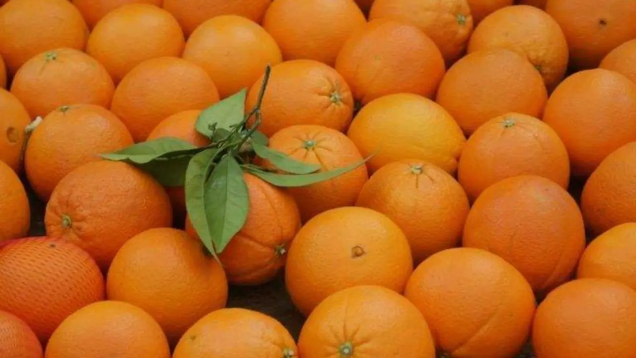  Naranjas de Palma del R&iacute;o 