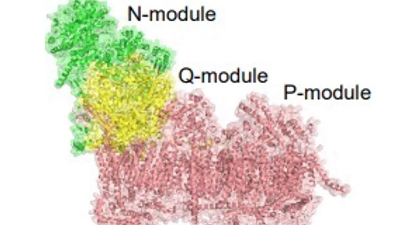  Esquema representando el complejo I mitocondrial con sus diferentes m&oacute;dulos. En verde en el m&oacute;dulo N, el amarillo el m&oacute;dulo Q y en rojo el m&oacute;dulo P. - CNIC 