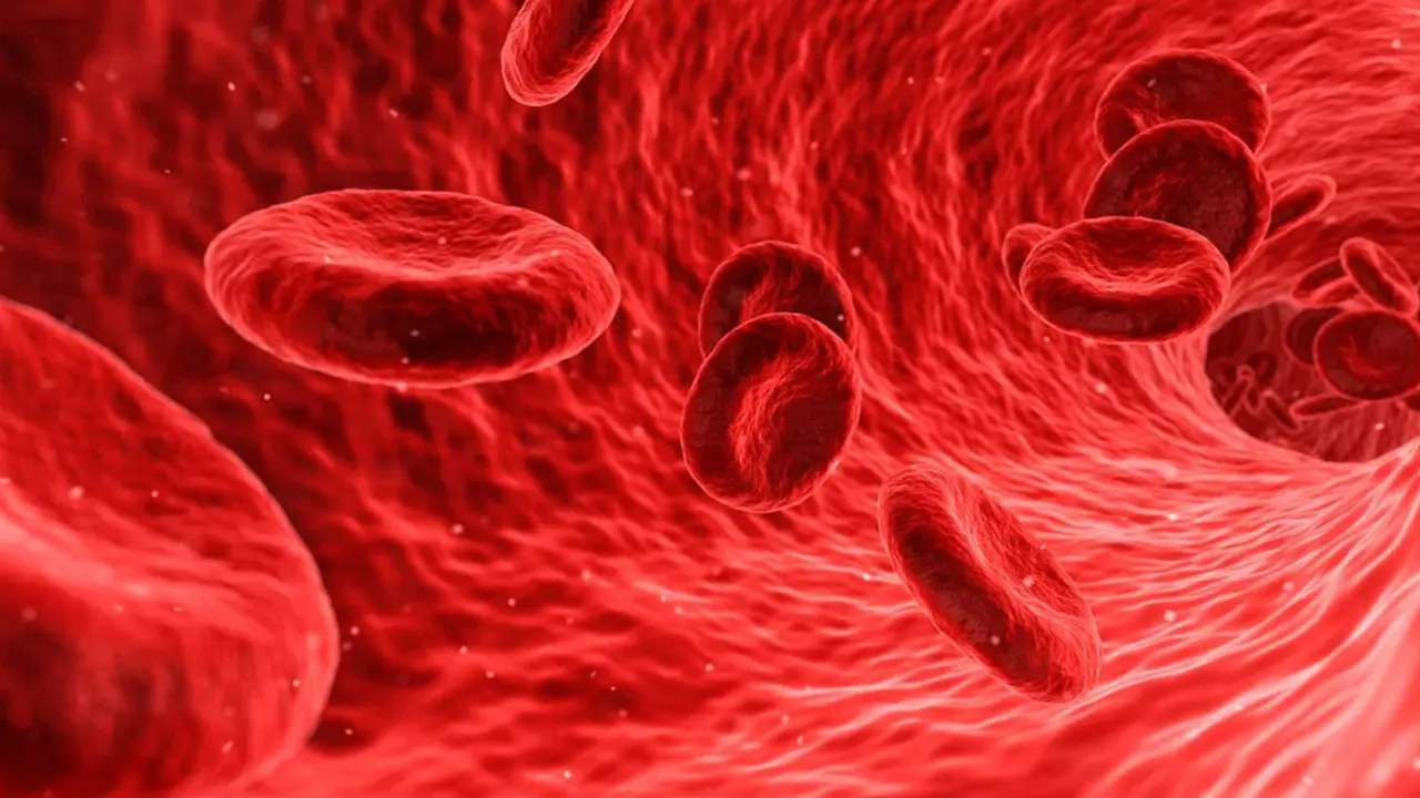  Archivo - Sangre - CIBEROBN - Archivo 